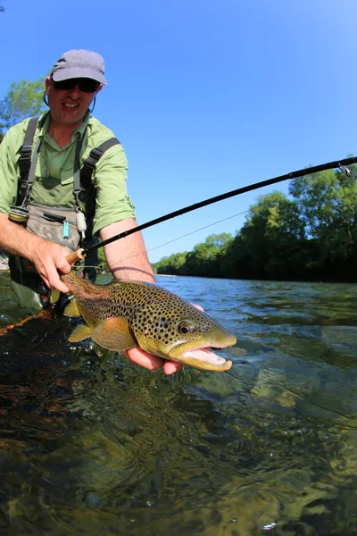 Primer plano del pescador a mosca sosteniendo trucha marrón — Foto de Stock