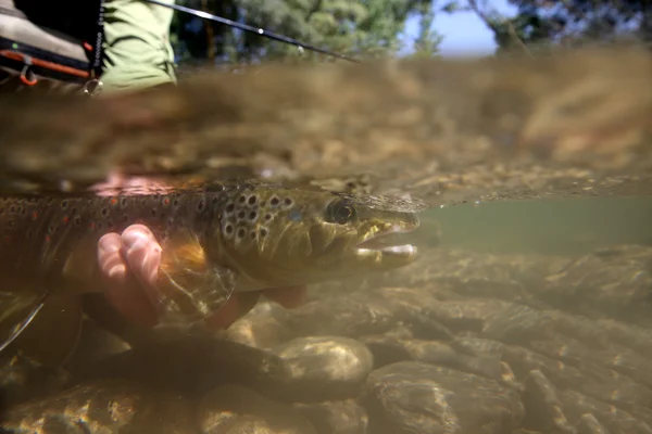 Форель виймають з води рибалкою — стокове фото