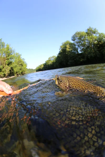 Trout being taken out of water — Stock Photo, Image