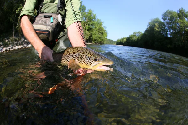 Fly-fisherman holding brown truit in river — Stock Photo, Image