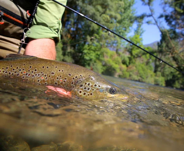 Trout being taken out of water by fisherman — Stock Photo, Image