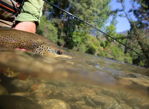 Trout being taken out of water by fisherman — Stock Photo, Image