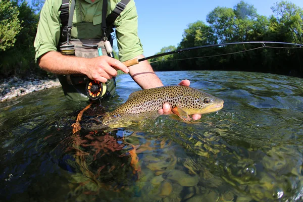 Mouche-pêcheur tenant truit — Photo