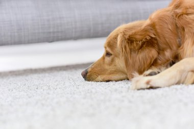 köpek evde halı üzerinde uyuyor