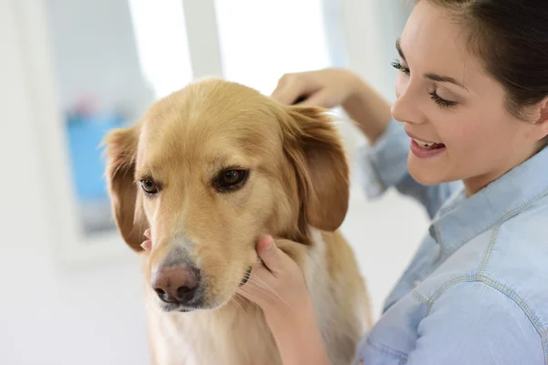 Frau bürstet ihrem Hund die Haare — Stockfoto