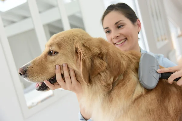 Femme brossant les cheveux de son chien — Photo