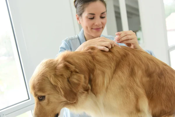 Femme appliquant un traitement de prévention à son chien — Photo