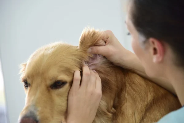 Veterinarian checking dog's ear — Stock Photo, Image