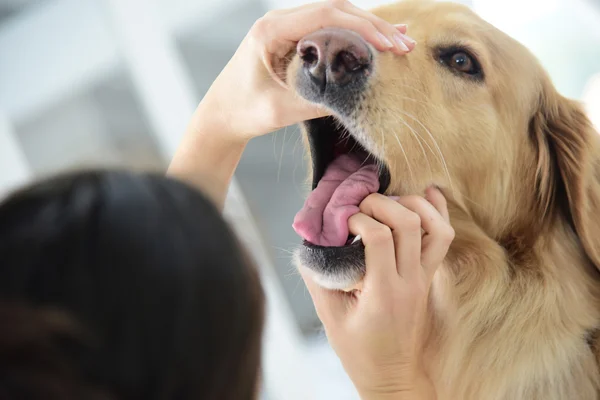 Vétérinaire vérifiant les dents de chien — Photo