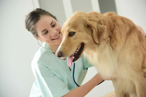 Ветеринар, изучающий сердцебиение собаки — стоковое фото