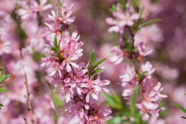 Badem çiçeği, yakın plan. Çalılıklarda bir sürü pembe çiçek var. Bahar geldi..