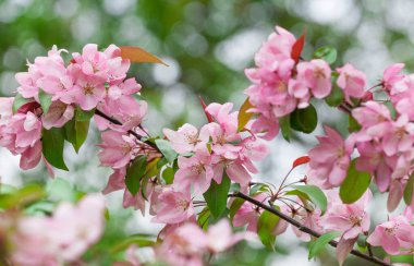 Pembe elma çiçeği. Bulanık bir arkaplanda pembe çiçekli dallar. Bahar geldi..