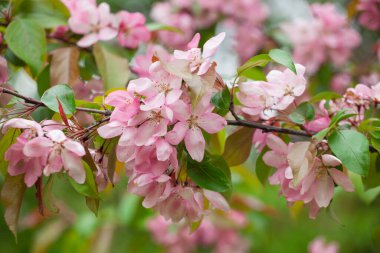 Pembe elma çiçeği. Pembe çiçekli ağaç dalları bulanık bir arkaplanda..