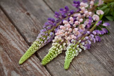 Eski ahşap bir masanın üzerinde üç farklı renkli lupinden oluşan renkli bir buket. Çiçekleri kapat.