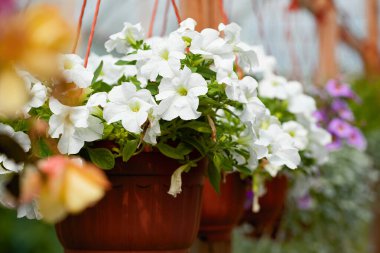Asılan bir tencerede beyaz begonya çiçeği. Bir çiçeğe odaklan.