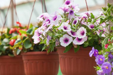 Açık havada asılı duran bir tencerede mor begonyayı açıyor. Bir çiçeğe odaklan.