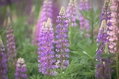 Çok renkli lupinlerin olduğu güzel bir tarla.,