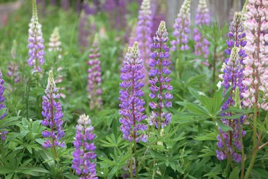 Çok renkli lupinlerin olduğu güzel bir tarla.,