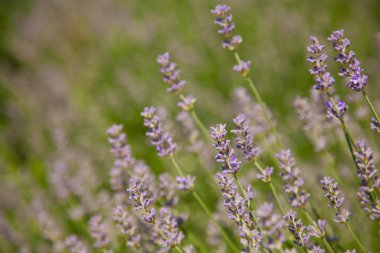Yazın lavanta tarlası. Duvar kağıdı için çiçek arkaplanı.