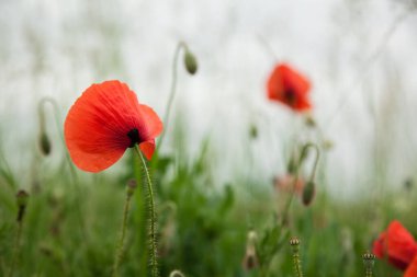 Yeşil çimenlikteki güzel kırmızı gelincikler. Gelincik alanı ve kopyalama alanı.
