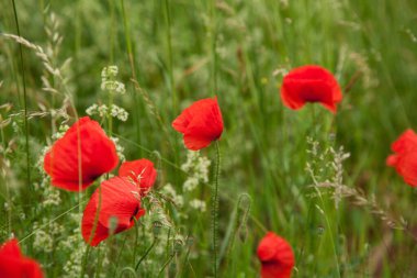 Yeşil çimenlikteki güzel kırmızı gelincikler. Gelincik alanı ve kopyalama alanı.
