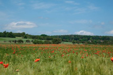 Yazın tarlada güzel kırmızı gelincikler