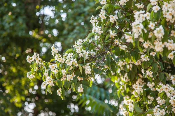 Blühender Jasminbaum Viele Blumen Auf Den Zweigen Eines Baumes Sonnenlicht — Stockfoto