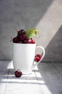 Yaz ışığında gri bir arka planda tam beyaz vişne. Yaz hala hayat.