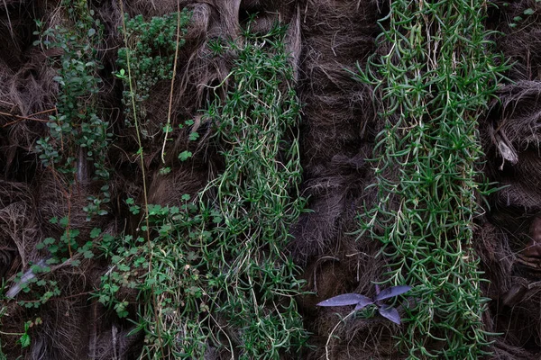 Длинный Зеленый Мох Дереве Тени Деревьев Крупным Планом Естественный Фон — стоковое фото