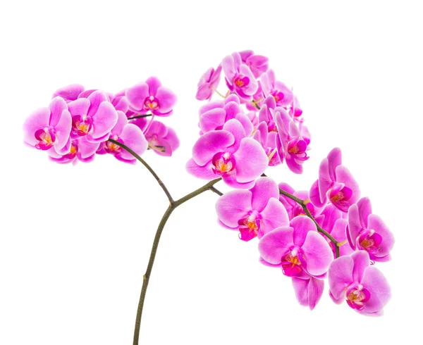 Licht roze orchidee bloemen geïsoleerd op witte achtergrond — Stockfoto