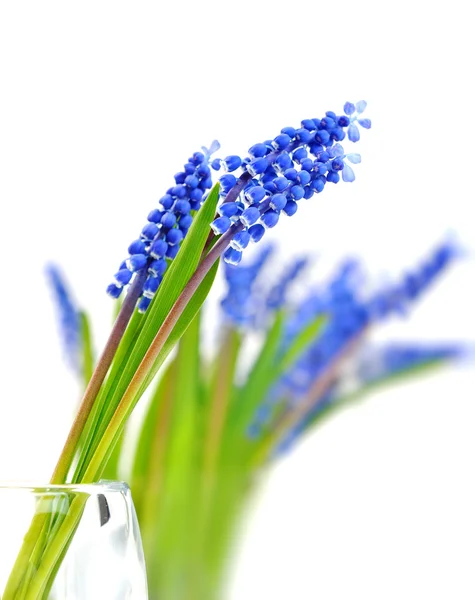 Small blue flowers Muscari in vase. — Stock Photo, Image