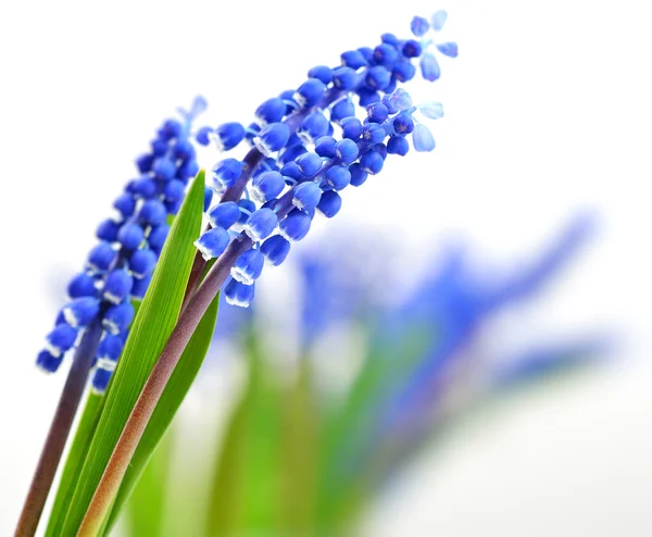 Маленькие голубые цветы Muscari — стоковое фото