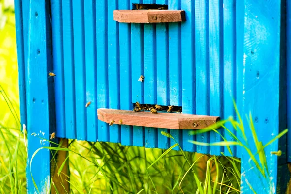 꿀벌의 벌집 밖으로는 거 야 — 스톡 사진