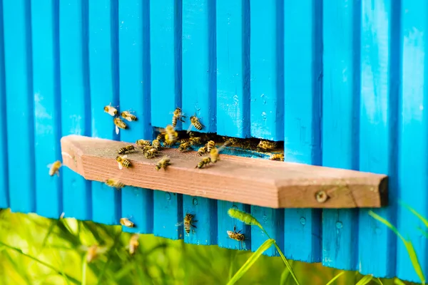 Méhek és a beehive mennek Jogdíjmentes Stock Képek