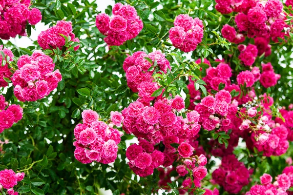 Detalhe de rosas arbusto como fundo floral — Fotografia de Stock