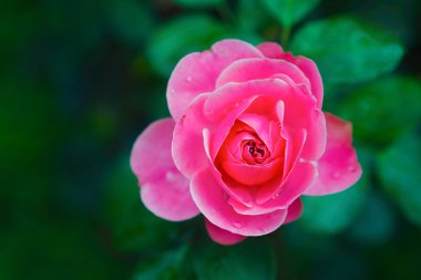 pembe Gül bud portre.