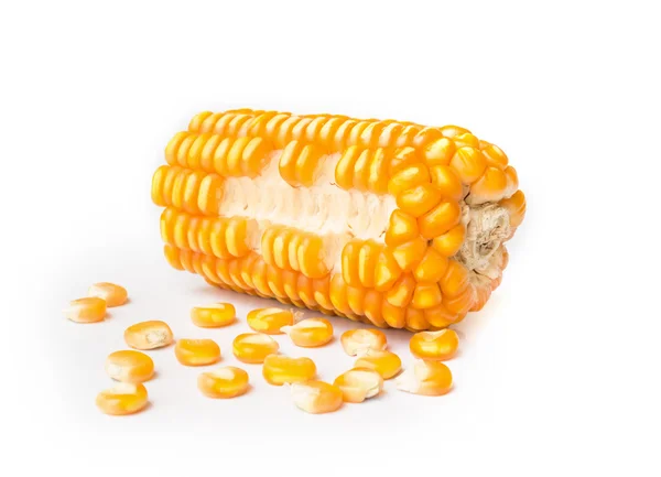 Szárított kukorica vetőmag. — Stock Fotó