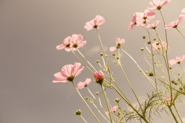 Vintage Cosmos çiçek.