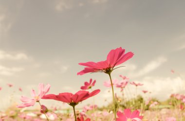Vintage Cosmos çiçek.