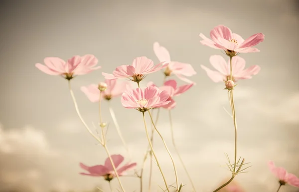 Vintage cosmos flower. — Stock Photo, Image