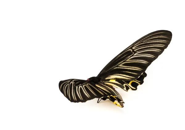 Black Butterflys staff — Stock Photo, Image