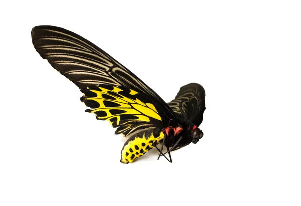 나비 흰색 절연 — 스톡 사진