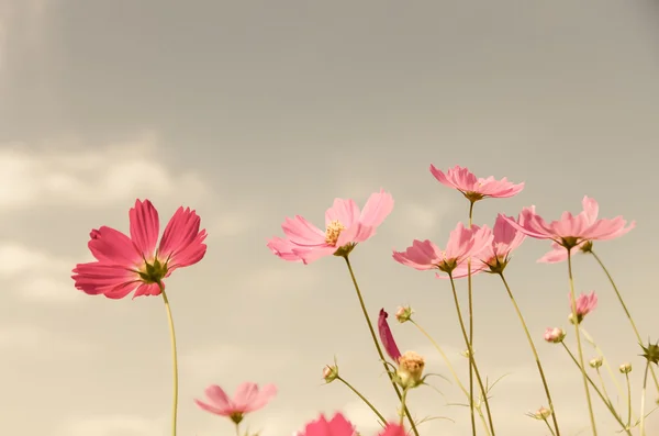 Vintage Cosmos Flor . Fotos De Bancos De Imagens Sem Royalties