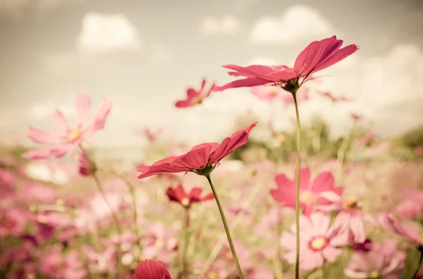 Vintage Cosmos Flor . Fotografia De Stock