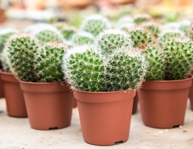 Sera grupta Cactus.