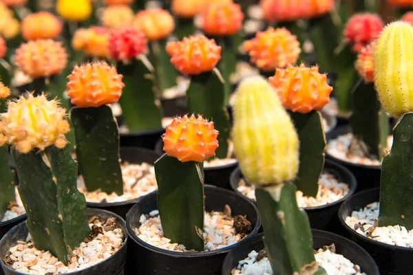 Cactus  farm in greenhouse. — Stock Photo, Image