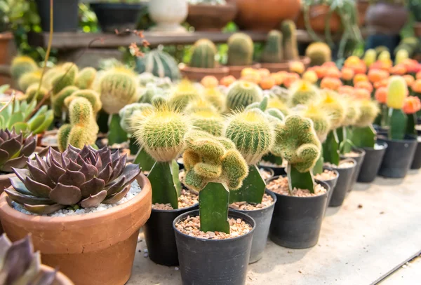 Cactus  farm in greenhouse. — Stock Photo, Image