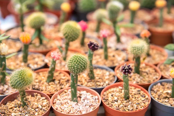 Cactus  farm in greenhouse. — Stock Photo, Image