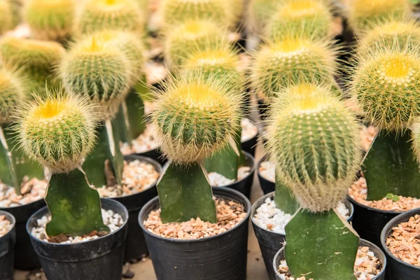 Cactus  farm in greenhouse. — Stock Photo, Image