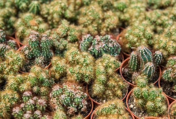 Cactus  farm in greenhouse. — Stock Photo, Image